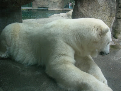 Polar Bear