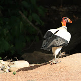 King Vulture