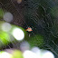 Web