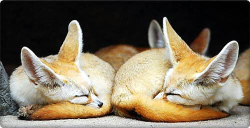 Fennec Fox (Vulpes zerda)