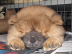 Our new brother - Ghenghis Khan