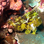 gelber Blatt-Skorpion-Fisch, Komodo