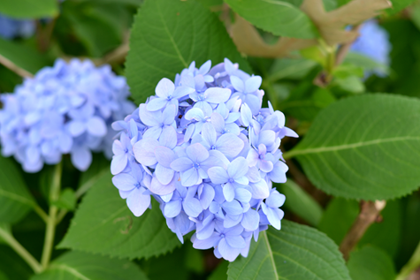 flowers_3 flowers_3