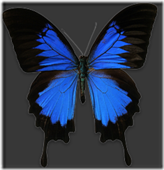 Papilio Ulysses Papilio Ulysses