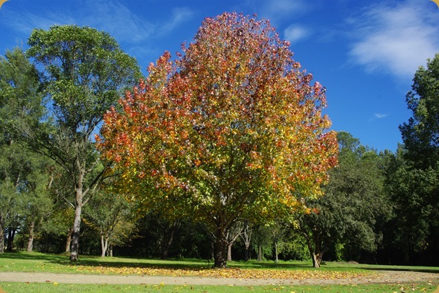 Beautiful Autumn view