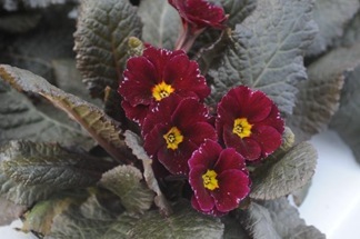 claus20120330_072534 claus20120330_072534