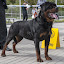 Rottweiler hodowla szczenięta Toro Negro -029.JPG