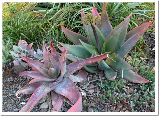 120414_RBG_Aloe-striata