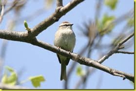 sparrow sparrow