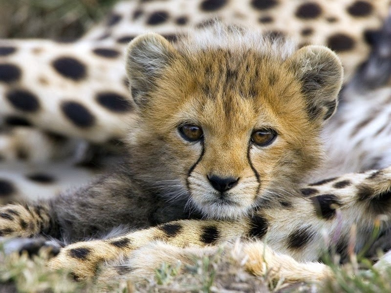 [leopard-cub-animals%255B2%255D.jpg]