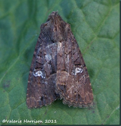 common-lesser-common-rustic (3) common-lesser-common-rustic (3)