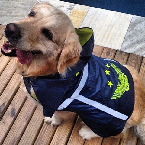 [hurricane-sandy-dogs-10%255B2%255D.jpg]