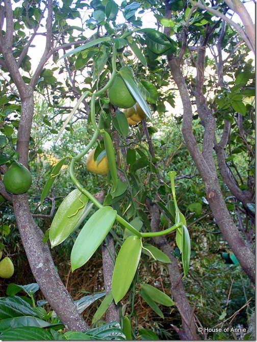 vanilla vine