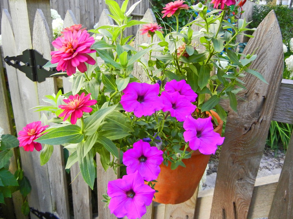 [Petunias%2520and%2520Zinnias%255B4%255D.jpg]
