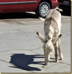 2012-09-27 -2- AZ, Oatman -053