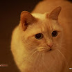 2008 11 November Canon 50mm 013.jpg