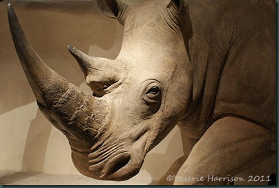 20-rhino