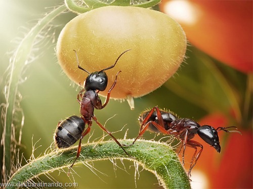 formigas inacreditaveis incriveis desbaratinando  (19)