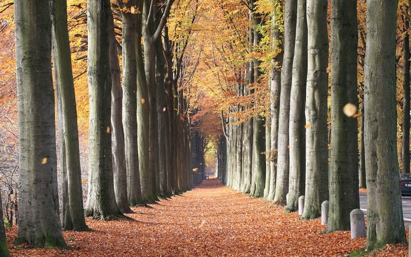 [trees_belgium%255B5%255D.jpg]