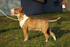 Karmacoma SUPERSTYLIN' 6 months