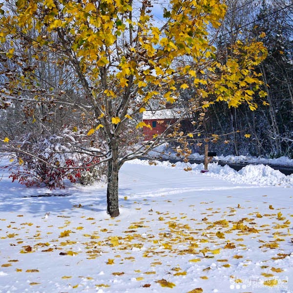 [fall_to_winter-1-8SJ%255B3%255D.jpg]