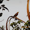 Chestnut-tailed Starling