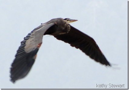 Heron in flight