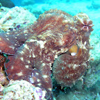 Common reef octopus