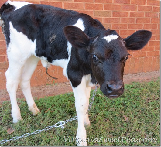 Calf at MMS Calf at MMS