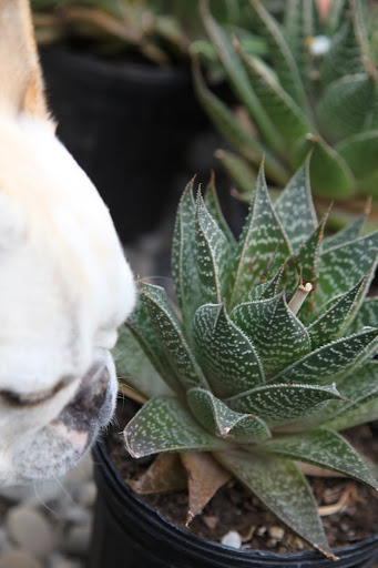 Martha tells me that this plant, an aloe, can help heal a burn and other skin irritations.  Isn't that amazing?