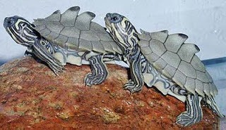[1.BlackknobbedMapTurtle4.jpg]