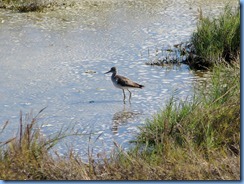 6356 Texas, South Padre Island - Birding and Nature Center guided bird walk - Lesser Yellowlegs sandpiper