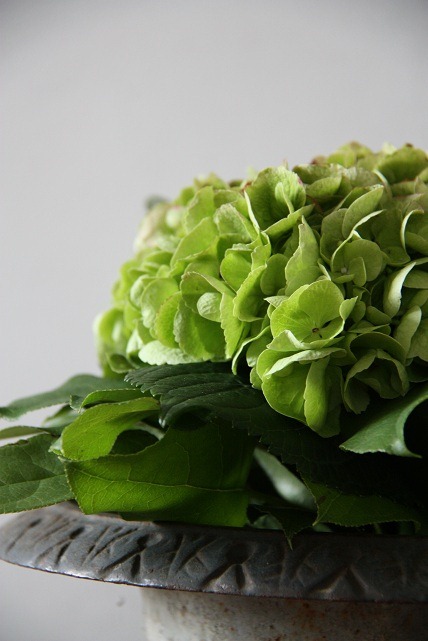 [bloem%255B4%255D.jpg]