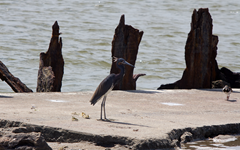 Blue Heron Rollover Pass 2