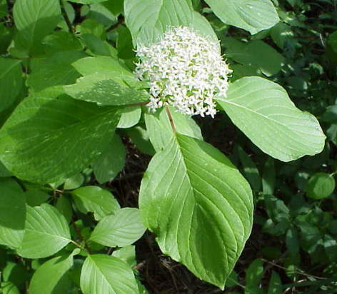 Are+red+osier+dogwood+berries+edible