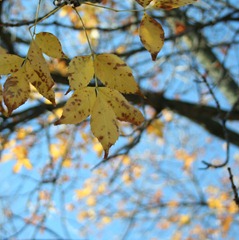 Crossing Fall 014