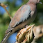Laughing Dove