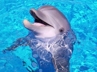 [Amazing%2520Animals%2520Pictures%2520Dolphin%2520%25283%2529%255B3%255D.jpg]