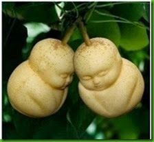 MENTIRA 1  Rare-Baby-Ginseng-Fruit-pear-seeds