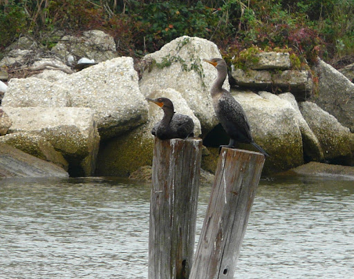 On board The Osprey boat, heading out into the channel. Two Double-crested Cormorants, chillin'.   9/11/11