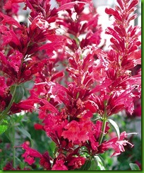 Agastache Heather Queen