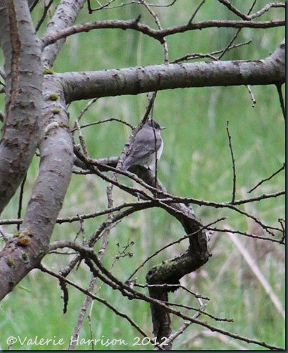 47-spotted-flycatcher