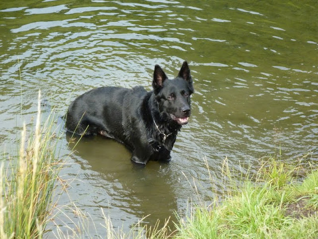 Meine Schwester möchte wieder einen Hund