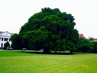 tree.jpg tree.jpg
