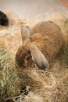 Easter Bunnies!!!