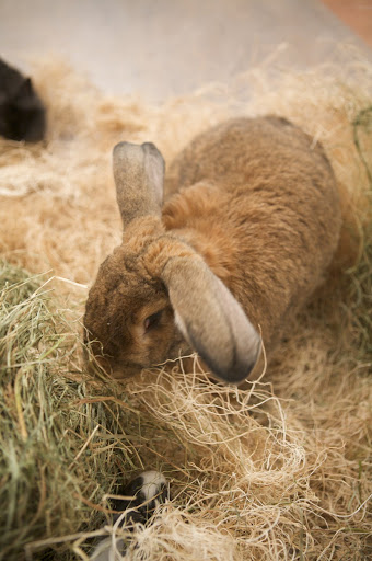 This bunny is a Flemish Giant, and weighing about 20-pounds, it certainly is big! The Flemish Giant originated in Flanders, Belgium and it is one of the largest breeds of domestic rabbit. This bunny is a Flemish Giant, and weighing about 20-pounds, it certainly is big! The Flemish Giant originated in Flanders, Belgium and it is one of the largest breeds of domestic rabbit.