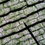 chloroplasts_elodea.jpg