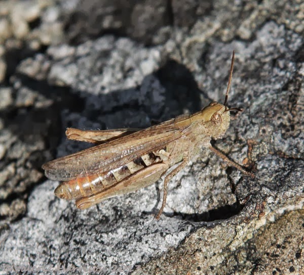 [7-grasshopper2.jpg]