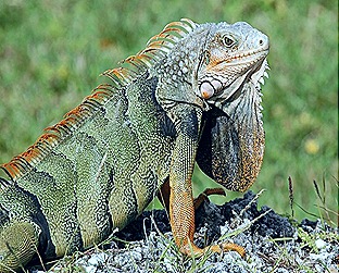reptiles2 reptiles2