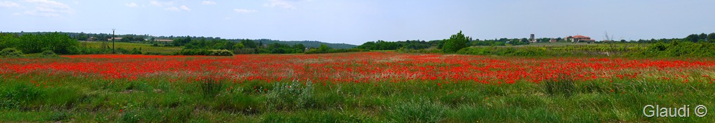 [Panorama_coquelicot%2520provence%255B4%255D.jpg]